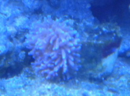 corals inverts - ricordea yuma - flower / ricordea mushroom, purple stocking in 75 gallons tank - purple ricordia corals inverts - ricordea yuma - flower / ricordea mushroom, purple stocking in 75 gallons tank - purple ricordia