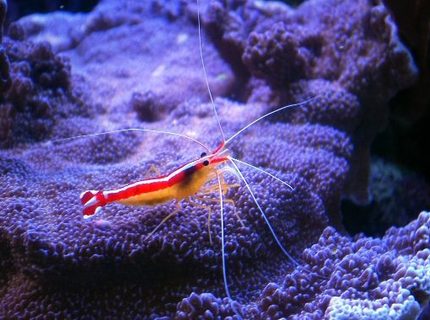 Rated #4: Corals Inverts - Lysmata Amboinensis - Scarlet Skunk Cleaner Shrimp Stocking In 150 Gallons Tank - cleaner shrimp on montipora undata Rated #4: Corals Inverts - Lysmata Amboinensis - Scarlet Skunk Cleaner Shrimp Stocking In 150 Gallons Tank - cleaner shrimp on montipora undata