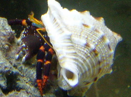 Rated #5: Corals Inverts - Calcinus Sp. - Electric Orange Hermit Crab Stocking In 155 Gallons Tank - electric orange hermit crab Rated #5: Corals Inverts - Calcinus Sp. - Electric Orange Hermit Crab Stocking In 155 Gallons Tank - electric orange hermit crab