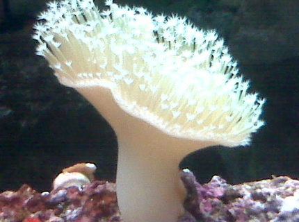 Rated #1: Corals Inverts - Sarcophyton Sp. - Toadstool Mushroom Leather Coral Stocking In 90 Gallons Tank - white leather coral Rated #1: Corals Inverts - Sarcophyton Sp. - Toadstool Mushroom Leather Coral Stocking In 90 Gallons Tank - white leather coral