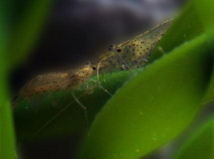 Rated #4: Corals Inverts - Paleomonetes Sp. - Ghost Shrimp Stocking In 15 Gallons Tank - Ghost shrimp couple on some leaves. Rated #4: Corals Inverts - Paleomonetes Sp. - Ghost Shrimp Stocking In 15 Gallons Tank - Ghost shrimp couple on some leaves.