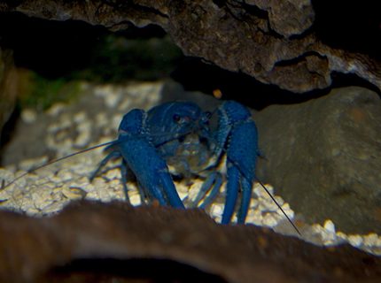Rated #7: Corals Inverts - Procambarus Clarkii - Hammers Cobalt Blue Lobster Stocking In 75 Gallons Tank - cobalt lobster Rated #7: Corals Inverts - Procambarus Clarkii - Hammers Cobalt Blue Lobster Stocking In 75 Gallons Tank - cobalt lobster