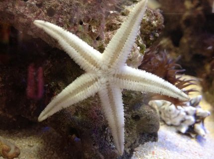 Rated #6: Corals Inverts - Astropecten Polycanthus - Sand Sifting Sea Star Stocking In 22 Gallons Tank - My Super Sand Shifting Starfish trying to shift glass! Rated #6: Corals Inverts - Astropecten Polycanthus - Sand Sifting Sea Star Stocking In 22 Gallons Tank - My Super Sand Shifting Starfish trying to shift glass!