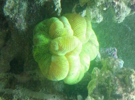 corals inverts - trachyphyllia radiata - wellso folded brain coral stocking in 72 gallons tank - Brain Coral corals inverts - trachyphyllia radiata - wellso folded brain coral stocking in 72 gallons tank - Brain Coral