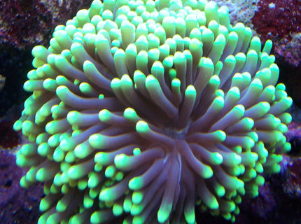 Rated #6: Corals Inverts - Euphyllia Glabrescens - Torch Coral Stocking In 150 Gallons Tank - Green torch Rated #6: Corals Inverts - Euphyllia Glabrescens - Torch Coral Stocking In 150 Gallons Tank - Green torch