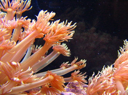 Rated #8: Corals Inverts - Goniopora Sp. - Flower Pot Coral Stocking In 46 Gallons Tank - Flowerpots Rated #8: Corals Inverts - Goniopora Sp. - Flower Pot Coral Stocking In 46 Gallons Tank - Flowerpots