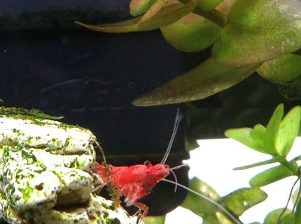 corals inverts - neocaridina denticulata sinensis - red cherry shrimp stocking in 20 gallons tank - Cherry shrimp corals inverts - neocaridina denticulata sinensis - red cherry shrimp stocking in 20 gallons tank - Cherry shrimp