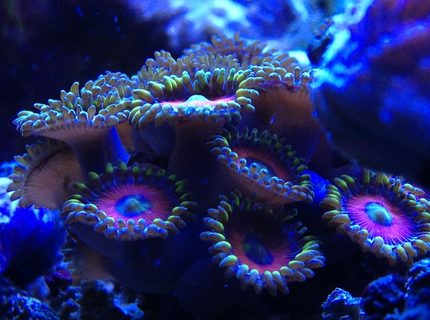 corals inverts - zoanthus sp. - colony polyp, eagle eye stocking in 66 gallons tank - upclose and personal of some eagle eye zoanthids corals inverts - zoanthus sp. - colony polyp, eagle eye stocking in 66 gallons tank - upclose and personal of some eagle eye zoanthids