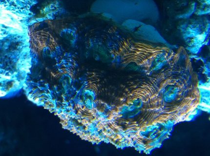 corals inverts - acanthastrea echinata - acan brain coral stocking in 90 gallons tank corals inverts - acanthastrea echinata - acan brain coral stocking in 90 gallons tank
