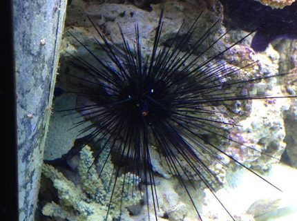 corals inverts - diadema setosum - longspine urchin, black stocking in 150 gallons tank - Spike the Sea Urchin corals inverts - diadema setosum - longspine urchin, black stocking in 150 gallons tank - Spike the Sea Urchin