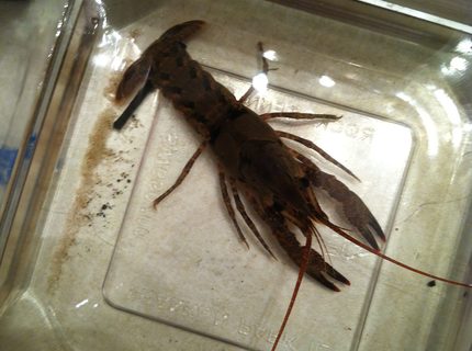corals inverts - procambarus sp. - red lobster stocking in 56 gallons tank - Large Crawfish that I caught recently corals inverts - procambarus sp. - red lobster stocking in 56 gallons tank - Large Crawfish that I caught recently
