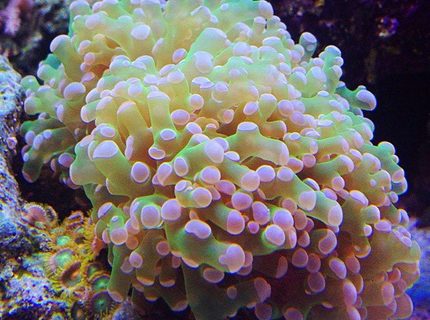 corals inverts - euphyllia paradivisa - frogspawn coral stocking in 45 gallons tank - frogspawn corals inverts - euphyllia paradivisa - frogspawn coral stocking in 45 gallons tank - frogspawn
