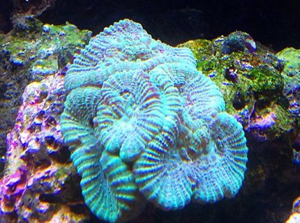 corals inverts - goniastrea sp. - brain coral stocking in 45 gallons tank - green brain corals inverts - goniastrea sp. - brain coral stocking in 45 gallons tank - green brain