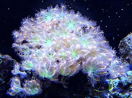 corals inverts - clavularia sp. - clove polyp stocking in 45 gallons tank - clove polyps corals inverts - clavularia sp. - clove polyp stocking in 45 gallons tank - clove polyps