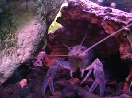 Rated #8: Corals Inverts Stocking In 50 Gallons Tank - My yabbie! Rated #8: Corals Inverts Stocking In 50 Gallons Tank - My yabbie!