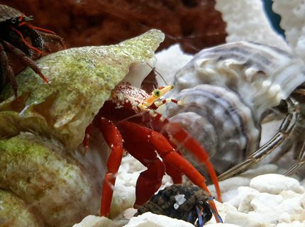 corals inverts - paguristes cadenati - scarlet reef hermit crab stocking in 125 gallons tank - Piggy Backing it. corals inverts - paguristes cadenati - scarlet reef hermit crab stocking in 125 gallons tank - Piggy Backing it.
