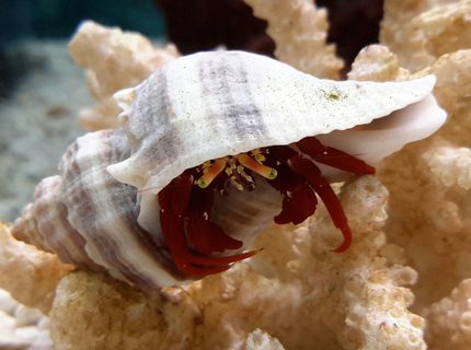 corals inverts - paguristes cadenati - scarlet reef hermit crab stocking in 125 gallons tank - Scarlet Red Legs Crab corals inverts - paguristes cadenati - scarlet reef hermit crab stocking in 125 gallons tank - Scarlet Red Legs Crab