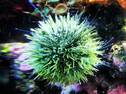 corals inverts - lytechinus variegatus - pincushion urchin stocking in 30 gallons tank - Urchin corals inverts - lytechinus variegatus - pincushion urchin stocking in 30 gallons tank - Urchin