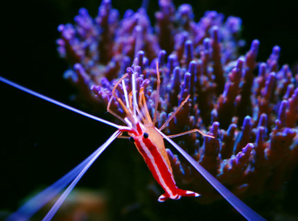 Rated #2: Corals Inverts - Lysmata Amboinensis - Scarlet Skunk Cleaner Shrimp Stocking In 105 Gallons Tank - My Scarlet Cleaner Rated #2: Corals Inverts - Lysmata Amboinensis - Scarlet Skunk Cleaner Shrimp Stocking In 105 Gallons Tank - My Scarlet Cleaner