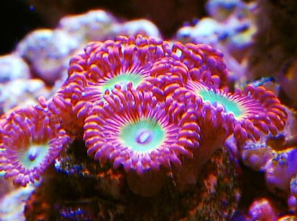 corals inverts - zoanthus sp. - colony polyp, darth maul stocking in 105 gallons tank - Zoas corals inverts - zoanthus sp. - colony polyp, darth maul stocking in 105 gallons tank - Zoas