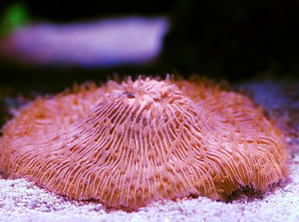 corals inverts - fungia sp. - plate coral, orange - short tentacle stocking in 105 gallons tank - Plate corals inverts - fungia sp. - plate coral, orange - short tentacle stocking in 105 gallons tank - Plate
