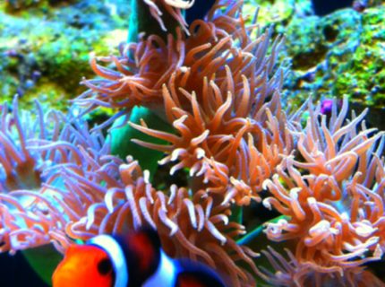 corals inverts - duncanopsammia axifuga - giant green polyp duncan stocking in 29 gallons tank - Clown and Duncan corals inverts - duncanopsammia axifuga - giant green polyp duncan stocking in 29 gallons tank - Clown and Duncan