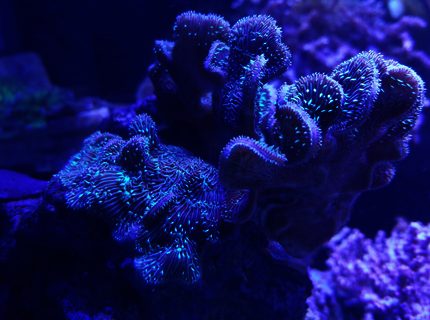 Rated #1: Corals Inverts Stocking In 125 Gallons Tank - Pavona Coral
Located in the Frag System Rated #1: Corals Inverts Stocking In 125 Gallons Tank - Pavona Coral
Located in the Frag System