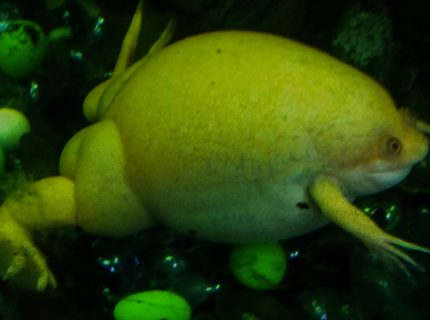 corals inverts stocking in 35 gallons tank - Albino frog; African crawled frog (I think) corals inverts stocking in 35 gallons tank - Albino frog; African crawled frog (I think)