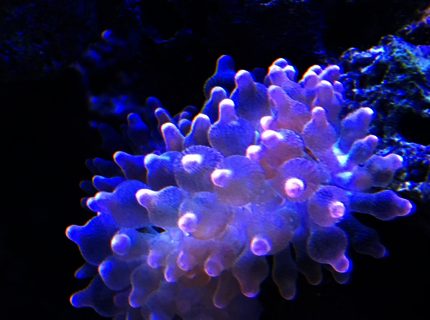 corals inverts stocking in 180 gallons tank - Anenome corals inverts stocking in 180 gallons tank - Anenome