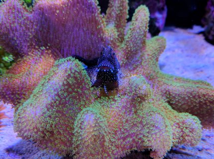 corals inverts stocking in 90 gallons tank - Algae blenny over toadstool coral corals inverts stocking in 90 gallons tank - Algae blenny over toadstool coral