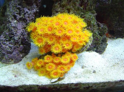 Rated #3: Corals Inverts - Tubastrea Faulkneri - Orange Sun Coral Stocking In 30 Gallons Tank - sun coral Rated #3: Corals Inverts - Tubastrea Faulkneri - Orange Sun Coral Stocking In 30 Gallons Tank - sun coral