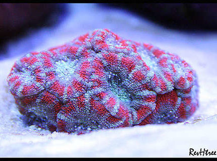 Rated #2: Corals Inverts - Acanthastrea Lordhowensis - Acan Lord Stocking In 125 Gallons Tank - Acan Lord Rated #2: Corals Inverts - Acanthastrea Lordhowensis - Acan Lord Stocking In 125 Gallons Tank - Acan Lord