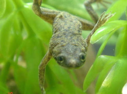 Rated #10: Corals Inverts - Hymenochirus Boettgeri - African Dwarf Frog Stocking In 50 Gallons Tank - dwarf frog Rated #10: Corals Inverts - Hymenochirus Boettgeri - African Dwarf Frog Stocking In 50 Gallons Tank - dwarf frog