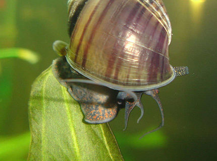 corals inverts - pomacea canaliculata - apple snail stocking in 72 gallons tank - My Snail, I know its not a fish but what a great pic. corals inverts - pomacea canaliculata - apple snail stocking in 72 gallons tank - My Snail, I know its not a fish but what a great pic.