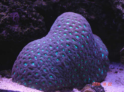 Rated #5: Corals Inverts - Favites Sp. - Neon Eye Favia Brain Stocking In 90 Gallons Tank - open brain Rated #5: Corals Inverts - Favites Sp. - Neon Eye Favia Brain Stocking In 90 Gallons Tank - open brain