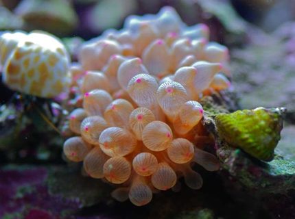 corals inverts - entacmaea quadricolor - rose bulb anemone stocking in 14 gallons tank - Rose BTA corals inverts - entacmaea quadricolor - rose bulb anemone stocking in 14 gallons tank - Rose BTA