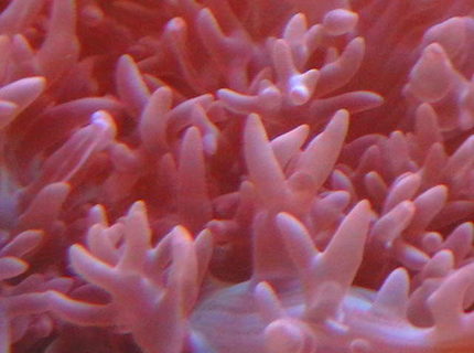 corals inverts - rhodactis indosinensis - hairy mushroom stocking in 25 gallons tank - Close up of Fuzzy Morphs corals inverts - rhodactis indosinensis - hairy mushroom stocking in 25 gallons tank - Close up of Fuzzy Morphs