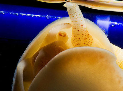 corals inverts - pomacea canaliculata - apple snail stocking in 56 gallons tank - Apple Snail Going for a breath of Air corals inverts - pomacea canaliculata - apple snail stocking in 56 gallons tank - Apple Snail Going for a breath of Air