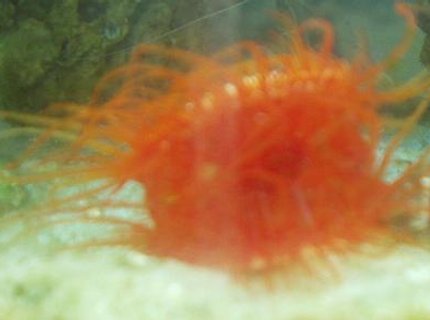 corals inverts - lima scabra - flame scallop - Saltwater with some corals, inverts, and reefs soon corals inverts - lima scabra - flame scallop - Saltwater with some corals, inverts, and reefs soon