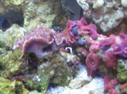 corals inverts - actinodiscus sp. - red mushroom corals inverts - actinodiscus sp. - red mushroom