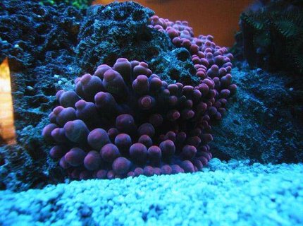 corals inverts - entacmaea quadricolor - bubble tip anemone stocking in 150 gallons tank - RBTA corals inverts - entacmaea quadricolor - bubble tip anemone stocking in 150 gallons tank - RBTA
