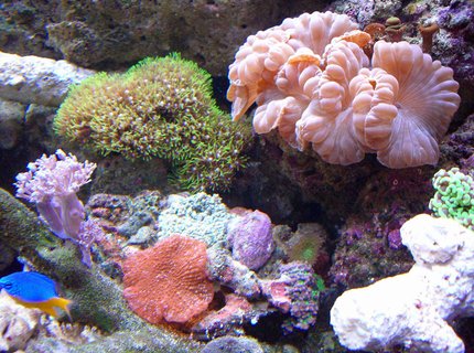 corals inverts - nemanzophyllia turbida - fox coral stocking in 280 gallons tank - Schrooms corals inverts - nemanzophyllia turbida - fox coral stocking in 280 gallons tank - Schrooms