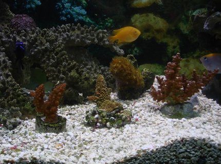 corals inverts - acropora formosa - midnight staghorn acropora coral stocking in 125 gallons tank - hard coral corals inverts - acropora formosa - midnight staghorn acropora coral stocking in 125 gallons tank - hard coral