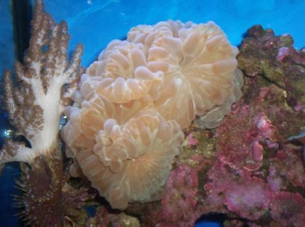 corals inverts - nemanzophyllia turbida - fox coral stocking in 55 gallons tank - 2008 corals inverts - nemanzophyllia turbida - fox coral stocking in 55 gallons tank - 2008
