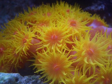 corals inverts - tubastrea faulkneri - orange sun coral stocking in 34 gallons tank - Sun polyps corals inverts - tubastrea faulkneri - orange sun coral stocking in 34 gallons tank - Sun polyps