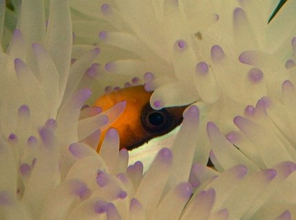 corals inverts - condylactis gigantea - condy anemone stocking in 75 gallons tank - Clarkii & friend... corals inverts - condylactis gigantea - condy anemone stocking in 75 gallons tank - Clarkii & friend...