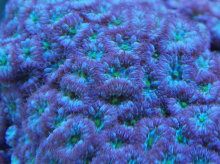 corals inverts - blastomussa merletti - australian big polyp blastomussa stocking in 55 gallons tank - blasto macro pic corals inverts - blastomussa merletti - australian big polyp blastomussa stocking in 55 gallons tank - blasto macro pic
