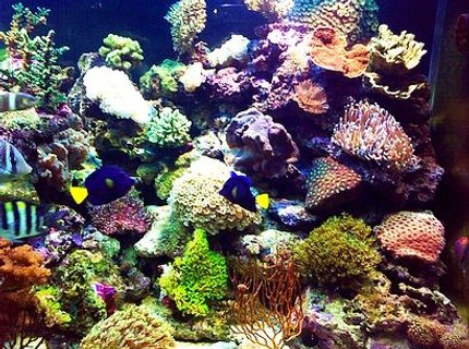 corals inverts - plerogyra sinuosa - bubble coral, white stocking in 180 gallons tank - it just hard coral , i hipe you liket corals inverts - plerogyra sinuosa - bubble coral, white stocking in 180 gallons tank - it just hard coral , i hipe you liket