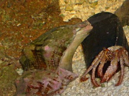corals inverts - dardanus calidus - hermit crab stocking in 55 gallons tank - my crab havin a party!!! corals inverts - dardanus calidus - hermit crab stocking in 55 gallons tank - my crab havin a party!!!