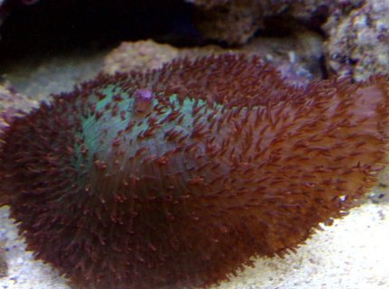 corals inverts - rhodactis mussoides - elephant ear mushroom stocking in 55 gallons tank - mushroom corals inverts - rhodactis mussoides - elephant ear mushroom stocking in 55 gallons tank - mushroom